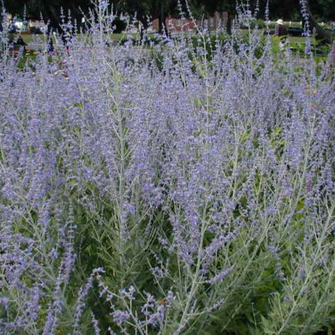 3743 Перовская RUSSIAN SAGE (ОСЕНЬ 2025)