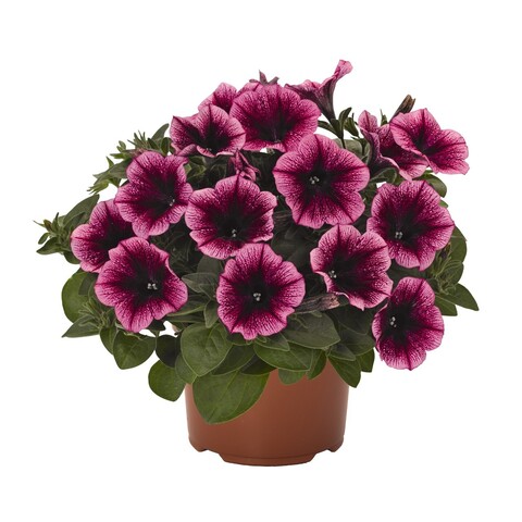 3259 Петуния SWEETUNIA BURGUNDY GEM (ОСЕНЬ 2025)