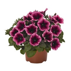 3259 Петуния SWEETUNIA BURGUNDY GEM (ОСЕНЬ 2025)
