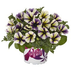 3234 Петуния PEPPY BLUEBERRY MUFFIN (ОСЕНЬ 2025)