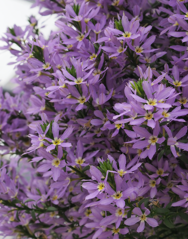3421 Сцевола STARDIVA STAR LAVENDER (ОСЕНЬ 2025)