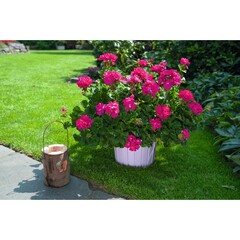 2828 Пеларгония зональная BIG EEZE FUCHSIA BLUE (ВЕСНА 2025)