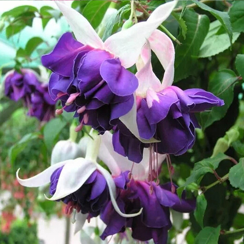 3588 Фуксия DEEP PURPLE (Весна 2026)