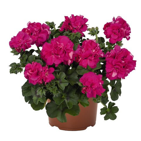 3124 Пеларгония плющелистная ATLANTIC FUCHSIA  (ОСЕНЬ 2025)