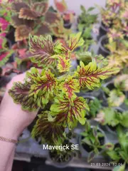 Maverick ES колеус