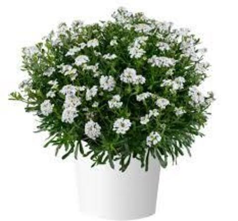 3790 Иберис FIRST FLUSH™ Grace (Весна 2026)