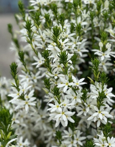 3422 Сцевола STARDIVA STAR WHITE (Весна 2026)