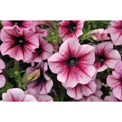 3259 Петуния SWEETUNIA BURGUNDY GEM (ОСЕНЬ 2025)