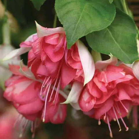 3589 Фуксия PEACHY (ОСЕНЬ 2025)