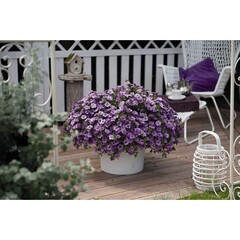 1903 Калибрахоа ALOHA DOUBLE LAVENDER (ОСЕНЬ 2025)