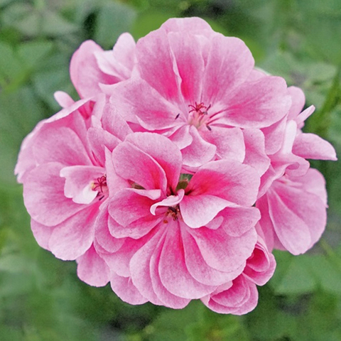 3125 Пеларгония плющелистная ROYAL FROSTY PINK (Весна 2026)