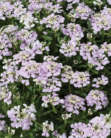 3791 Иберис FIRST FLUSH™ Lavender (Весна 2026)