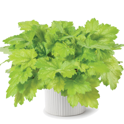 3727 Гейхера KIRA Green Tea (Весна 2026)