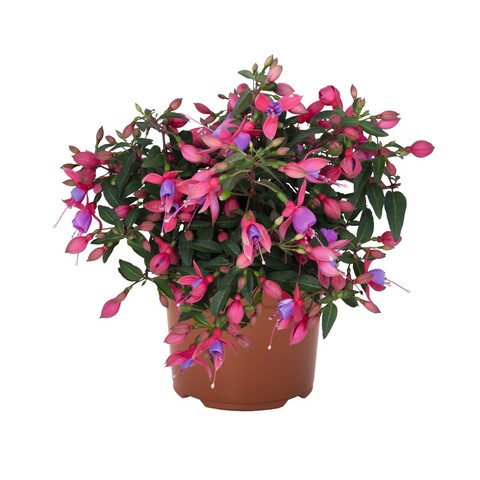 3563 Фуксия AR?TES LONDON (ОСЕНЬ 2025)