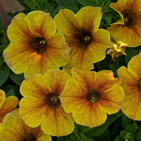 3237 Петуния BEAUTICAL CARAMEL YELLOW (ОСЕНЬ 2025)