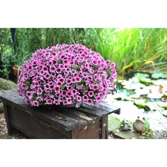 3259 Петуния SWEETUNIA BURGUNDY GEM (ОСЕНЬ 2025)