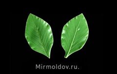 Силиконовый молд 