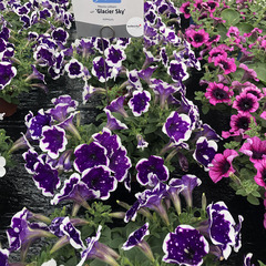 3201 Петуния ALPETUNIA GLACIER SKY (Весна 2026)