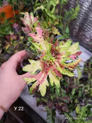 У 22 Коралловый сад Тай колеус