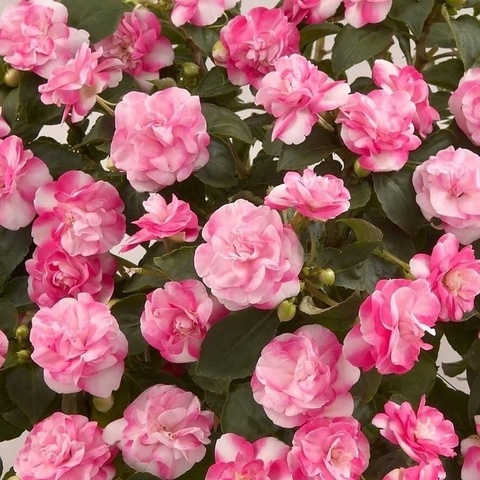 3802 Бальзамин Уоллера MUSICA BICOLOR PINK (ОСЕНЬ 2025)