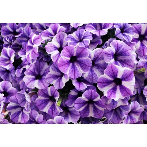 3265 Петуния SWEETUNIA STARFISH (ОСЕНЬ 2025)