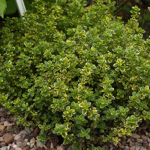 5503 Тимьян LEMON VARIEGATA (ОСЕНЬ 2025)