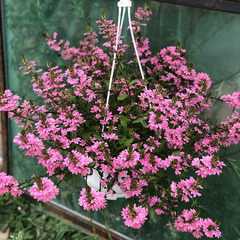 3401 Сцевола Pink Blessing (Весна 2026)