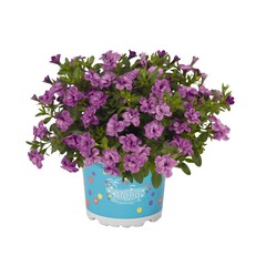 1903 Калибрахоа ALOHA DOUBLE LAVENDER (ОСЕНЬ 2025)