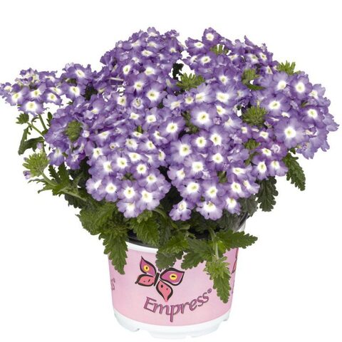 15108 Вербена Empress Flair Blue Star (Весна 2026)