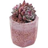 Эхеверия Блю Энчантресс (Echeveria Blue Enchantress) - фото 1