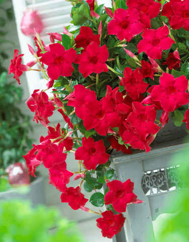 6211 Диплодения SUNDAVILLE VELVET RED (Весна 2026)