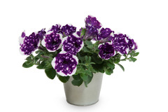 3201 Петуния ALPETUNIA GLACIER SKY (Весна 2026)