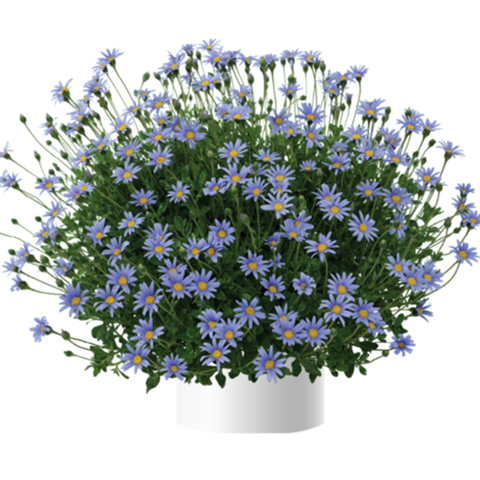 7512 Фелиция FELICITY BLUE (ОСЕНЬ 2025)
