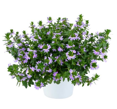 3427 Сцевола Bicolor Lavender Blessing (Весна 2026)