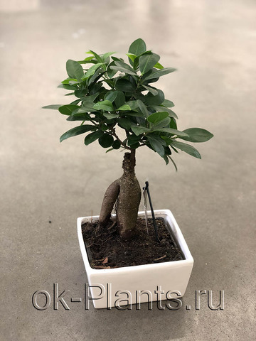 Бонсай Фикус Микрокарпа Гинсенг в квадратной керамике