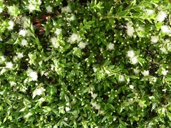 Семена Мирт Вечная любовь, кустарник