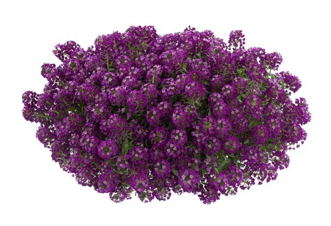 2406 Алиссум STREAM Purple Imp. (Весна 2026)