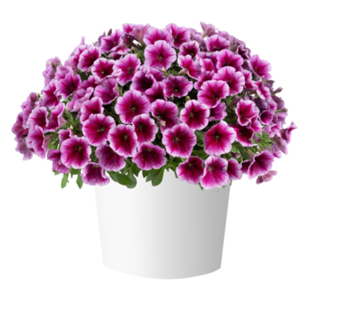 32469 Петуния CAPELLA Fuchsia Lace (Весна 2026)