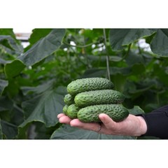 Семена Огурец СВ 4097 ЦВ F1 (Seminis), 5 сем