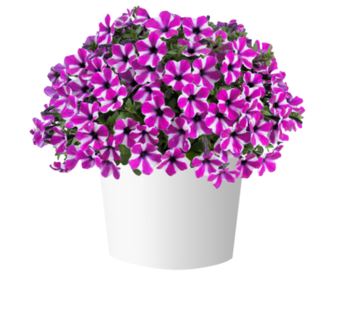32470 Петуния CAPELLA Magenta Diamond (Весна 2026)