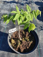 Teofrast Орех микс