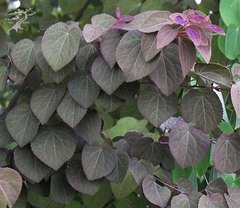 Teofrast Багряник японский Cercidiоphyllum japonicum