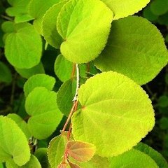 Teofrast Багряник японский Cercidiоphyllum japonicum