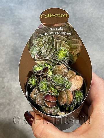 Крассула Пиктурата Купери