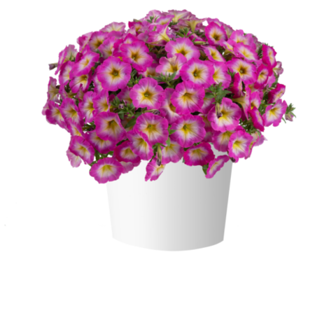 32471 Петуния CAPELLA Pink Morn (Весна 2026)