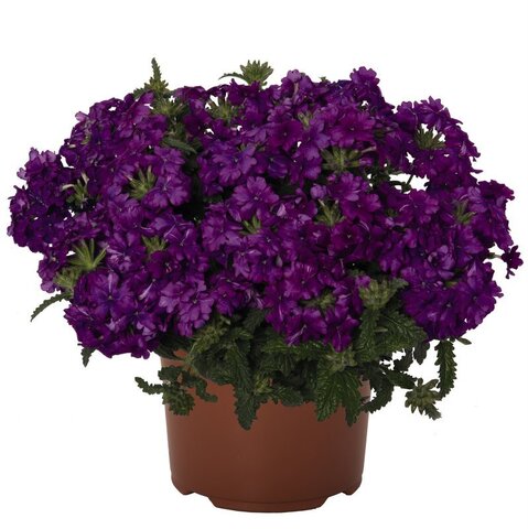 15105 Вербена LINDOLENA PURPLE (ОСЕНЬ 2025)