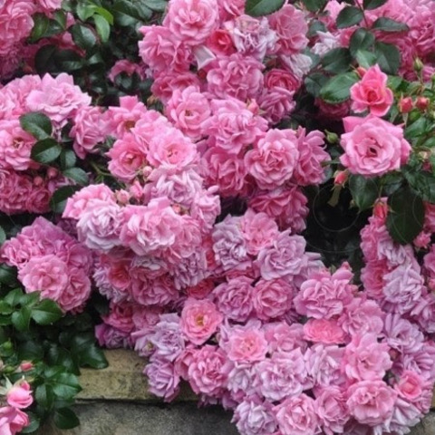 Пальменгартен Франкфурт(Palmengarten Frankfurt )
