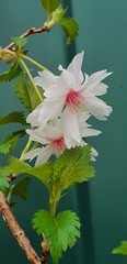 Teofrast Вишня декоративная сакура Ошидори Oshidori
