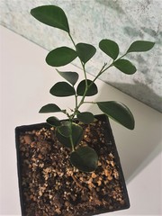 Teofrast Мурайя Murraya