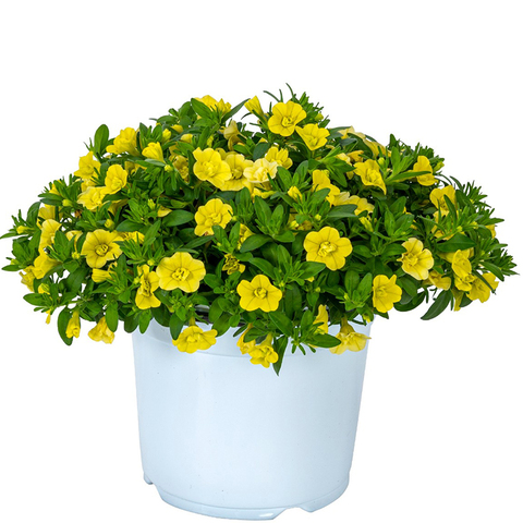 19147 Калибрахоа ALOHA DOUBLE YELLOW (ОСЕНЬ 2025)